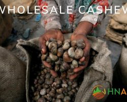 what-all-wholesalers-need-to-know-about-wholesale-cashews-2